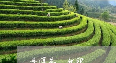 普洱茶 龙印/2023042731057